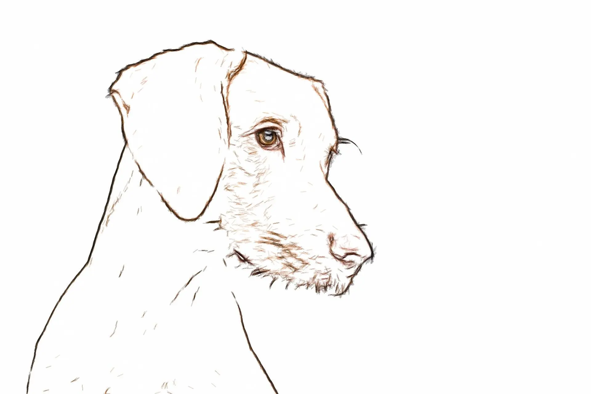 Disegno a linee di una foto di cane..